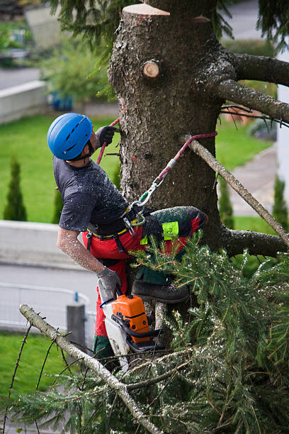 Professional Tree Services in Lido Beach, NY