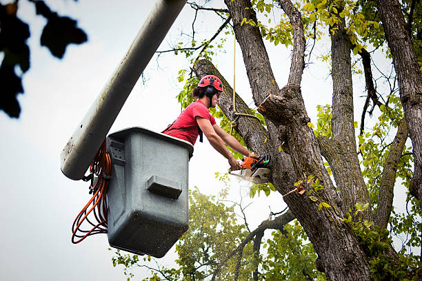 Leaf Removal in Lido Beach, NY