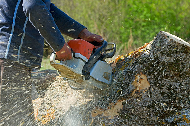 Lawn Grading and Leveling in Lido Beach, NY